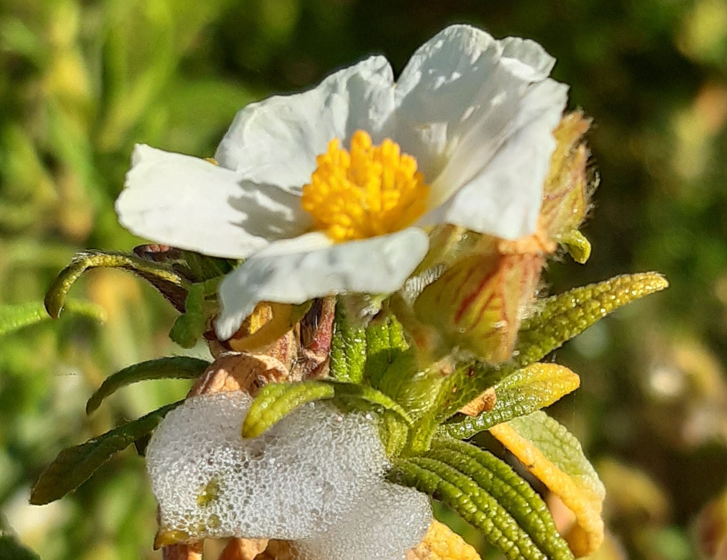 What is this foam on cistus?